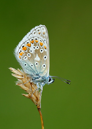 Common Blue Polyommatus icarus