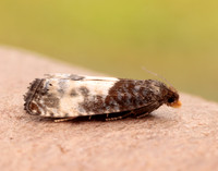 49.292 BF1174 Notocelia cynosbatella