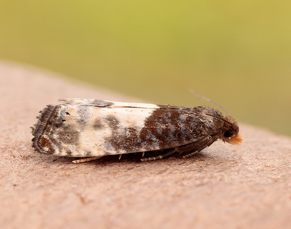 49.292 BF1174 Notocelia cynosbatella