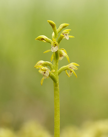 Coralroot Orchid Corallorhiza trifida