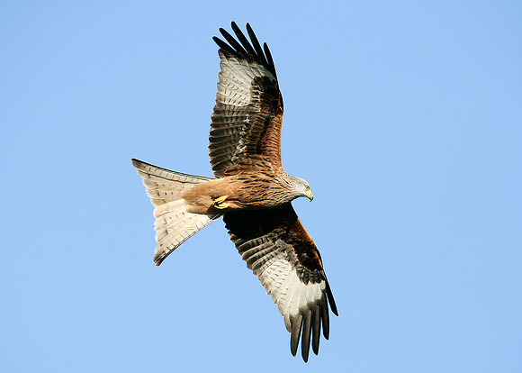 Red Kite Milvus milvus