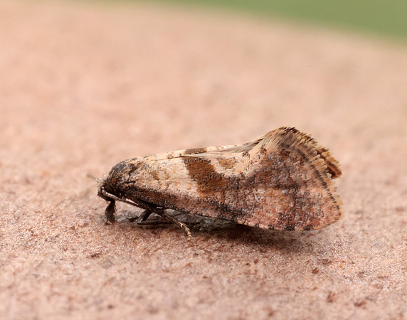 49.132 BF956 Cochylidia implicitana