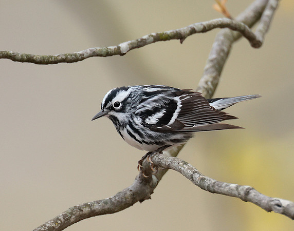 Black & White Warbler Mniotilta varia