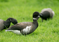 Black Brant Branta bernicla nigricans