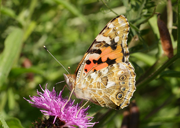 Painted Lady Vanessa cardui
