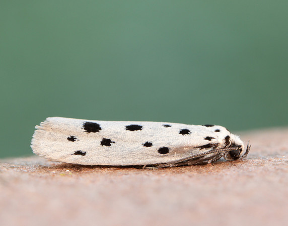 33.001 BF718 Ethmia dodecea
