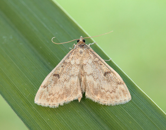 63.020 BF1380 Anania perlucidalis