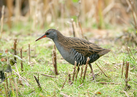 Water Rail Rallus aquaticus