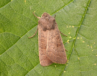 73.099 BF2384 Vine's Rustic Hoplodrina ambigua