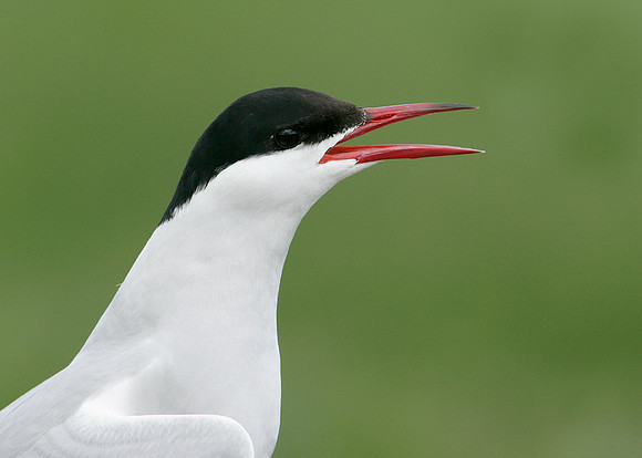 Arctic Tern Sterna paradisaea