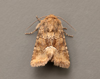 73.176 BF2340 Middle-barred Minor Oligia fasciuncula