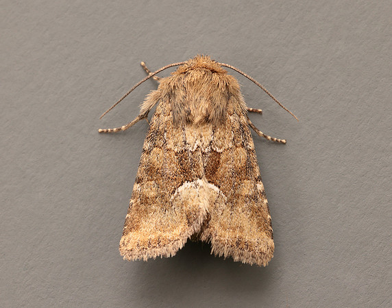 73.176 BF2340 Middle-barred Minor Oligia fasciuncula