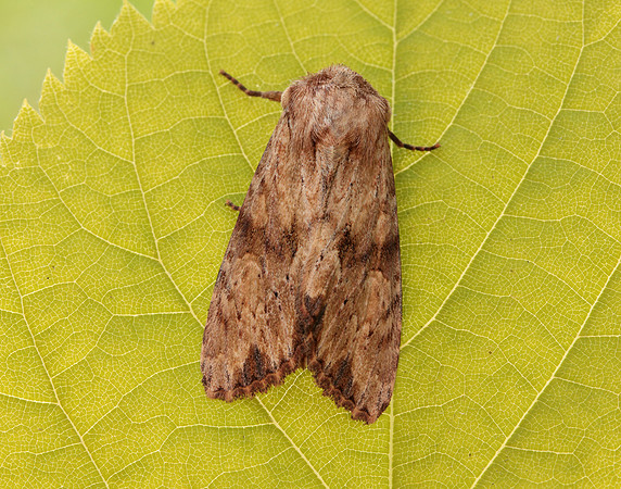 73.164 BF2323 Reddish Light Arches Apamea sublustris
