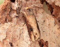 73.328 BF2098 Flame Axylia putris