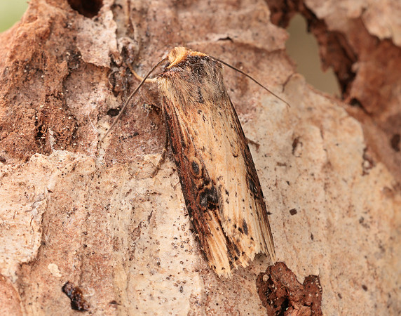 73.328 BF2098 Flame Axylia putris