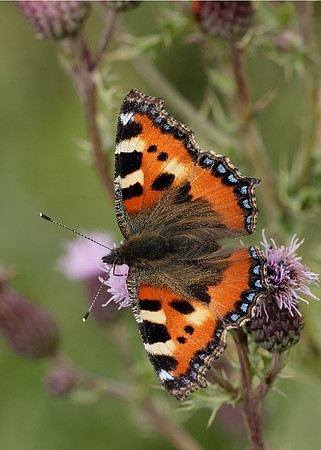 Small Tortoiseshell Aglais urticae