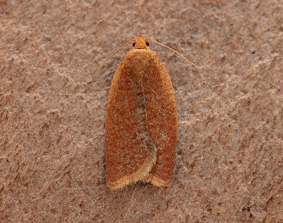 49.038 BF994 Clepsis consimilana