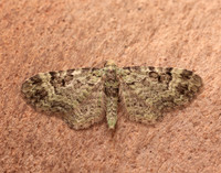 70.144 BF1860 Green Pug Pasiphila rectangulata