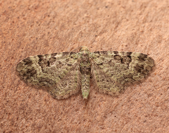 70.144 BF1860 Green Pug Pasiphila rectangulata