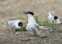 Sandwich Tern Sterna sandvicensis
