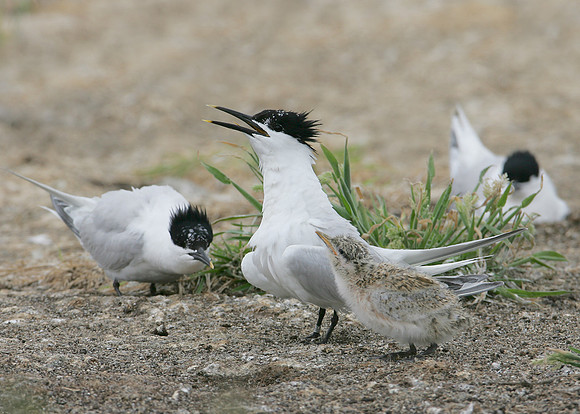 Sandwich Tern Sterna sandvicensis