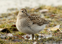 Pectoral Sandpiper Calidris melanotos