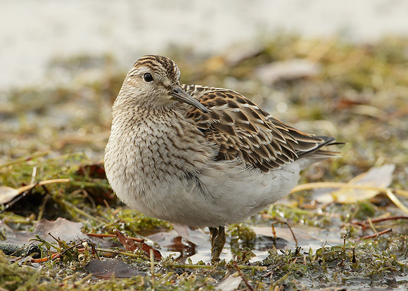 Pectoral Sandpiper Calidris melanotos