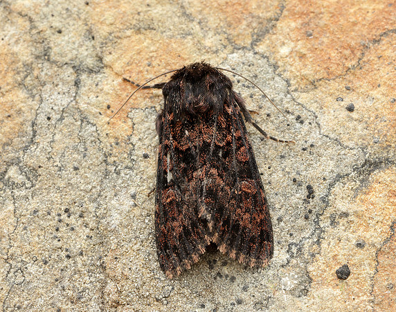 73.167 BF2324 Northern Arches Apamea exulis