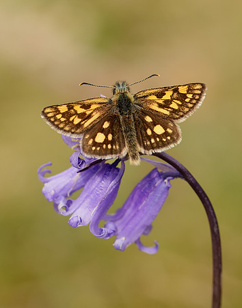 Chequered Skipper Carterocephalus palaemon