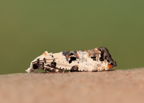 49.094 BF923 Phtheochroa sodaliana