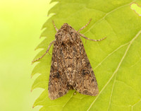 73.255 BF2145 The Nutmeg Anarta trifolii