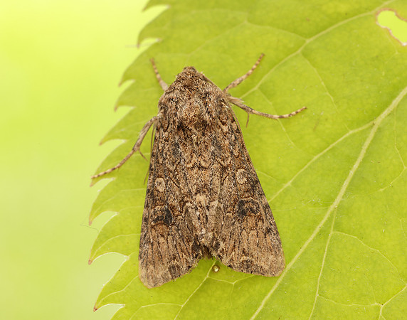 73.255 BF2145 The Nutmeg Anarta trifolii
