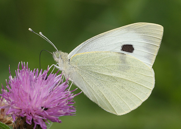 Large White Pieris brassicae