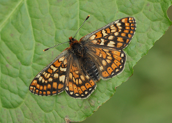 Marsh Fritillary Euphydryas aurinia