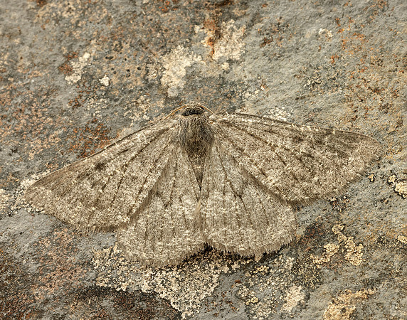 70.285 BF1963 Scotch Annulet Gnophos obfuscata