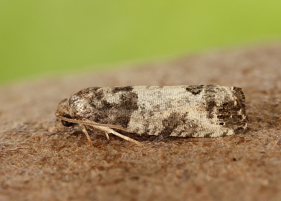 49.224 BF1205 Spilonota ocellana