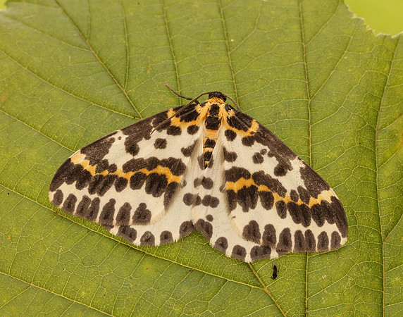 70.205 BF1884  Magpie Abraxas grossulariata