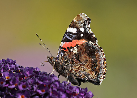 Red Admiral Vanessa atalanta
