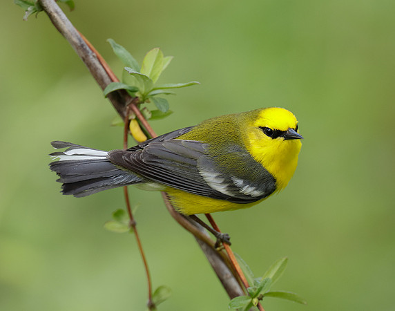 Blue-winged Warbler Vermivora cyanoptera