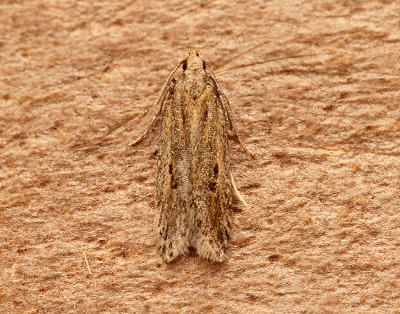 35.093 BF792 Mirificarma mulinella