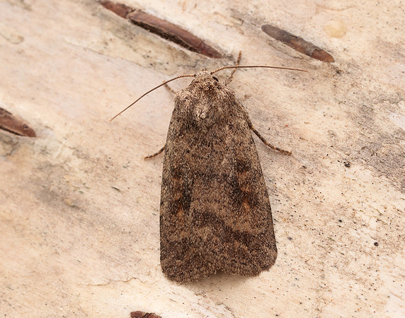 73.092 BF2387 Mottled Rustic Caradrina morpheus