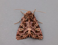 73.276 BF2166 Campion Sideridis rivularis