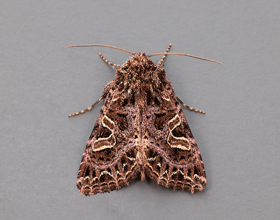 73.276 BF2166 Campion Sideridis rivularis