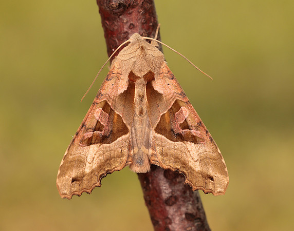 73.113 BF2306 Angle Shades Phlogophora meticulosa