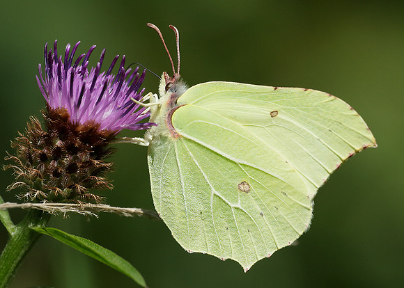 Brimstone Gonepteryx rhamni