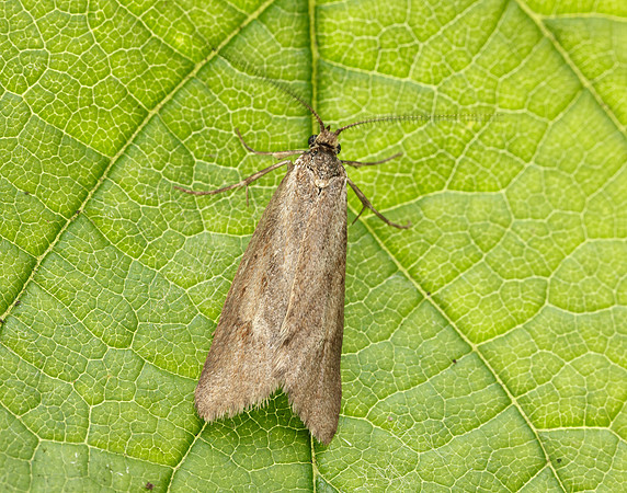 29.002 BF664 Diurnea lipsiella