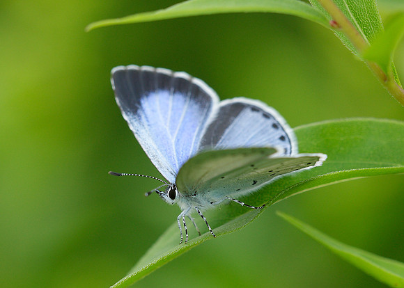 Holly Blue Celastrina argiolus