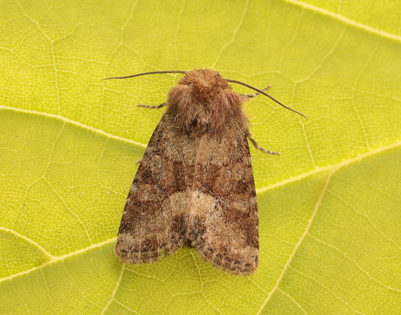 73.176 BF2340 Middle-barred Minor Oligia fasciuncula