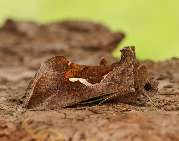 73.010 BF2436 Dewick's Plusia Macdunnoughia confusa