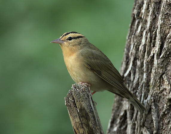 Worm-eating Warbler Helmitheros vermivorum